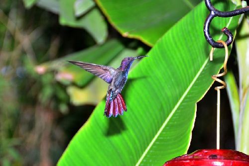 5 opções de turismo de aventura na Jamaica para uma escapada nas férias 