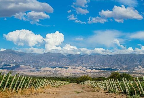 Viagem rápida e câmbio favorável transformam Argentina no destino preferido dos apreciadores de vinhos 