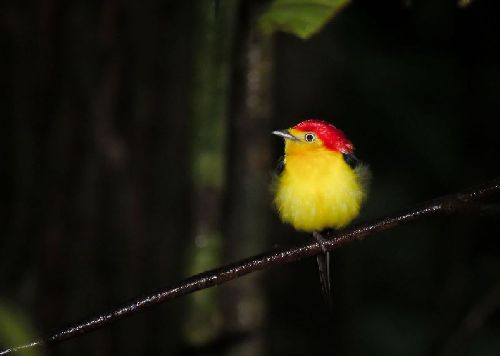 Semana do Meio Ambiente: de birdwatching a trilhas pela floresta, vivências para se conectar com a natureza em 2023 